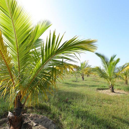 Kayjay Palms Hotel Passikudah Exterior photo